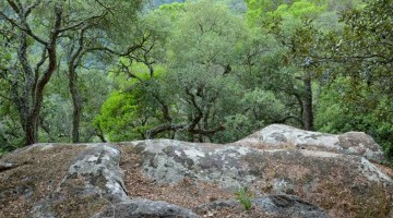 La gavarra y la llanura